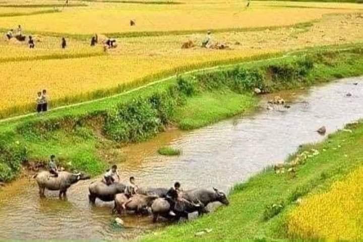 CHUNG TIỀN MUA NHÀ NHƯNG CHƯA ĐĂNG KÝ KẾT HÔN CÓ ĐƯỢC ĐỨNG TÊN ĐỒNG SỞ HỮU KHÔNG?