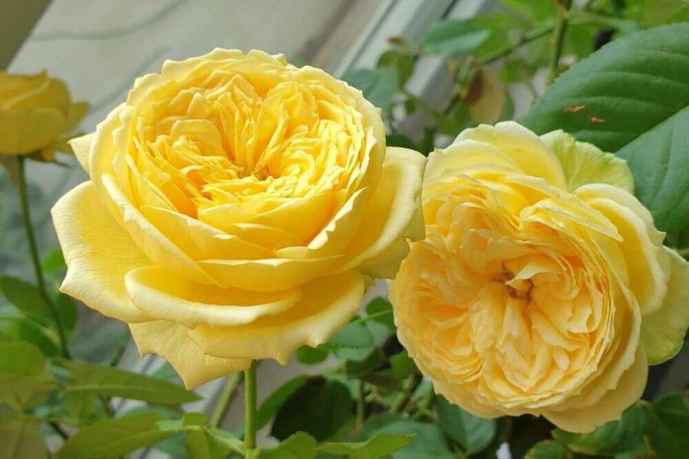 NGƯỜI SỬ DỤNG LAO ĐỘNG KHÔNG TRẢ ĐỦ LƯƠNG CHO NGƯỜI LAO ĐỘNG LÀM CA ĐÊM CÓ BỊ PHẠT KHÔNG?