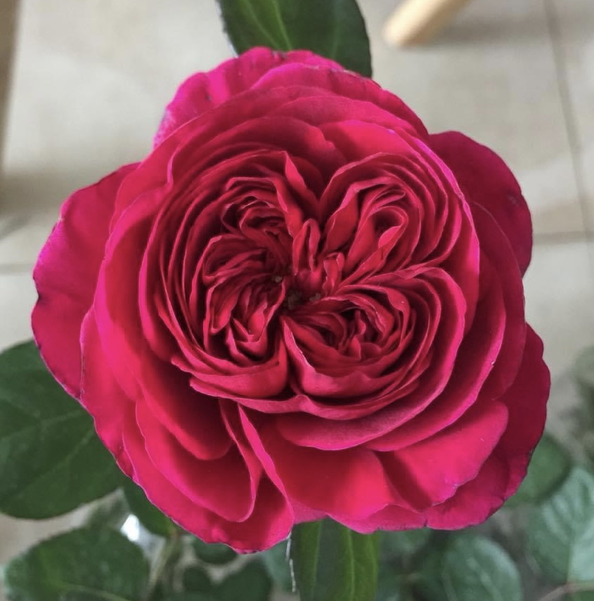 NGƯỜI SỬ DỤNG LAO ĐỘNG CÓ ĐƯỢC KHÁM XÉT NGƯỜI HAY TÚI XÁCH CỦA NGƯỜI LAO ĐỘNG KHÔNG? NẾU VI PHẠM THÌ NGƯỜI SỬ DỤNG LAO ĐỘNG BỊ XỬ PHẠT THẾ NÀO?
