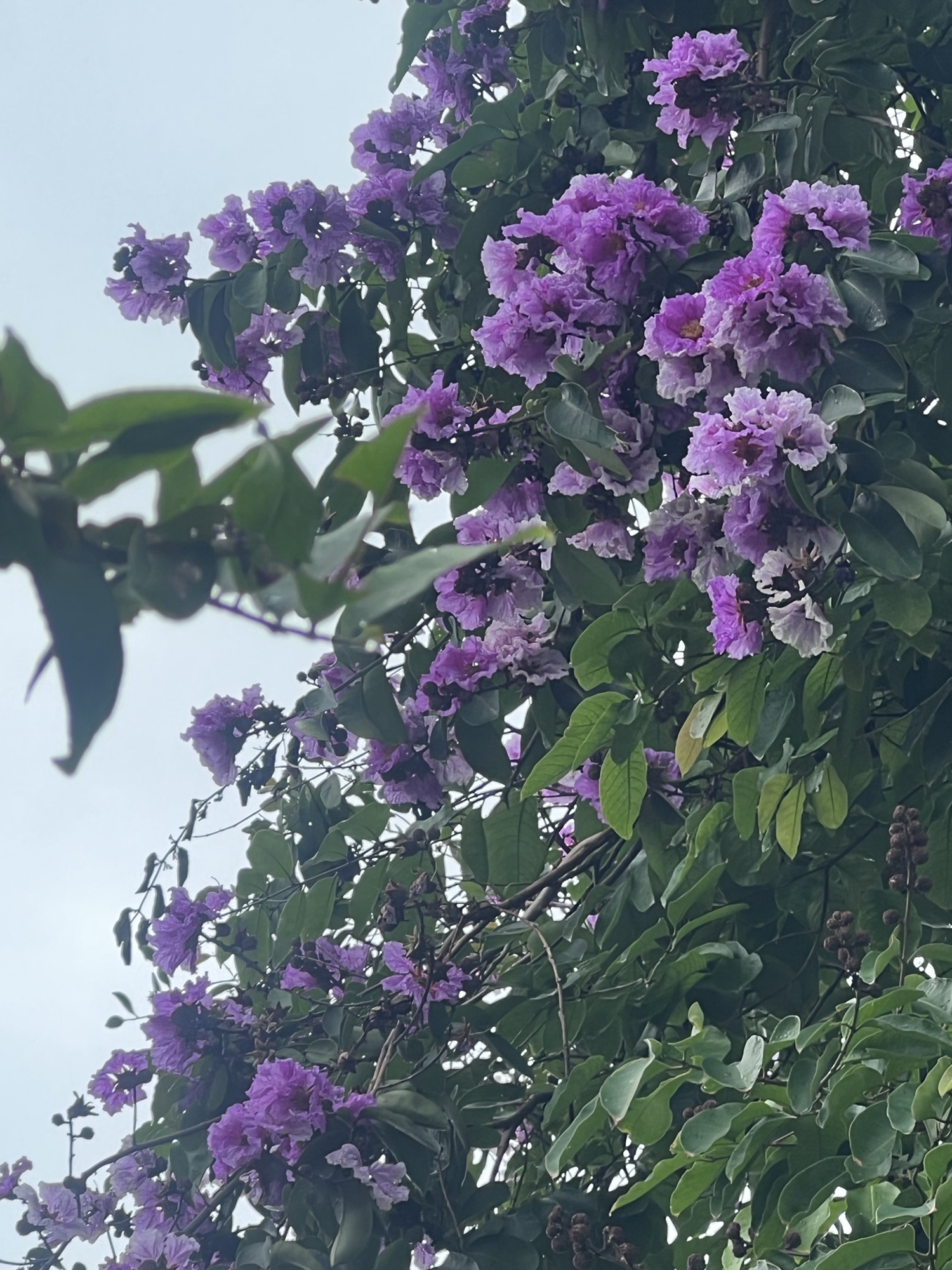 CƯỠNG CHẾ CHUYỂN GIAO QUYỀN TÀI SẢN