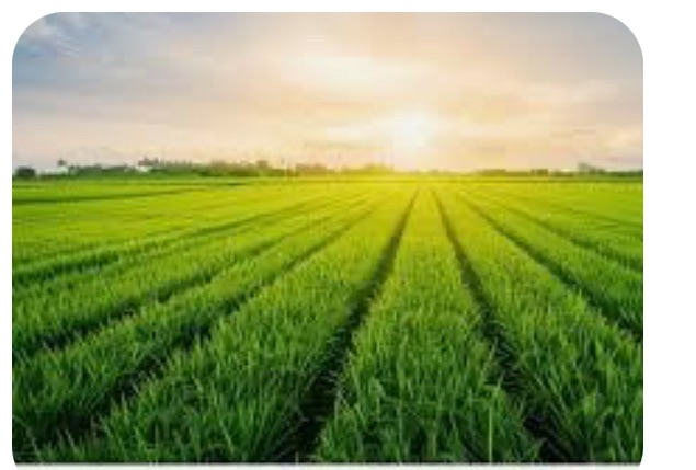 QUY ĐỊNH VỀ NỘP TIỀN KHI ĐƯỢC GIAO ĐẤT CHUYÊN TRỒNG LÚA ĐỂ CHUYỂN SANG ĐẤT THƯƠNG MẠI DỊCH VỤ